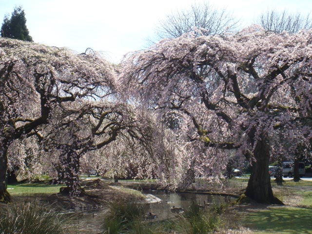 Cerisiers en fleurs, Portland, Oregon