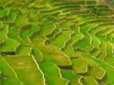 Batad, rizières en terrasses des cordillères des Philippines