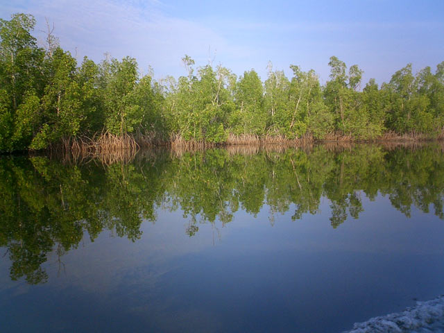 Rivière et forêt en Guinée-Bissau