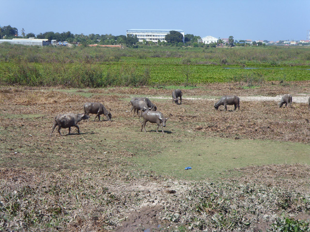 Buffalo