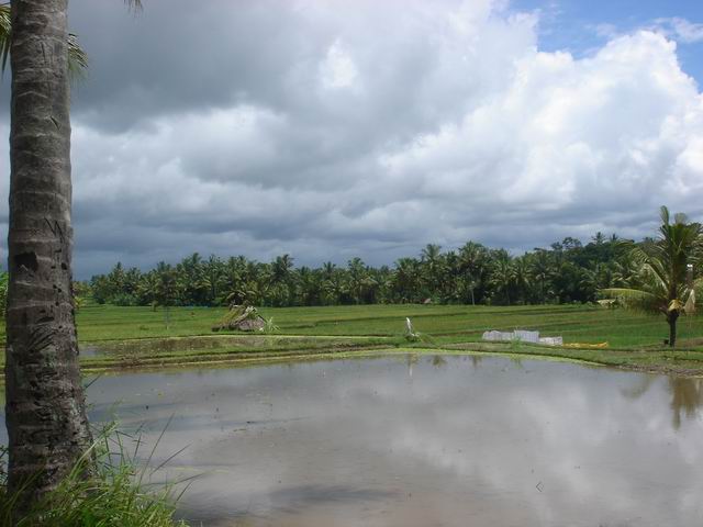 Rice field