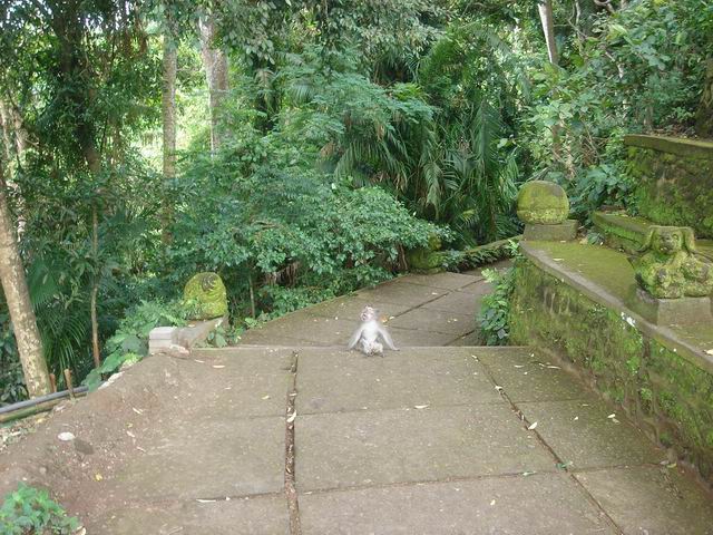 Ubud Monkey Forest