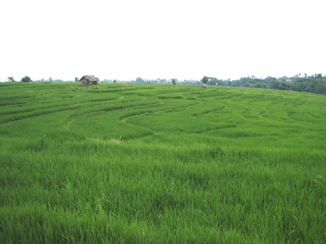 Rice field