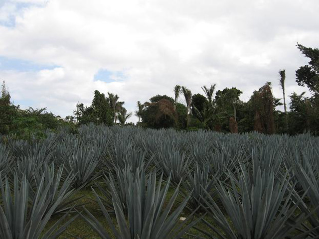 Agaves nursery