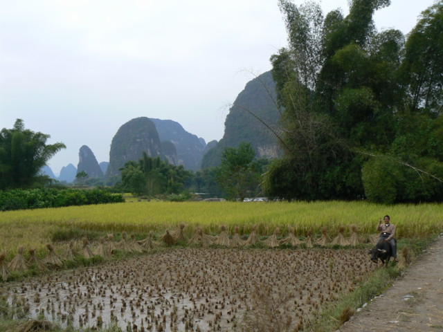 Rice field