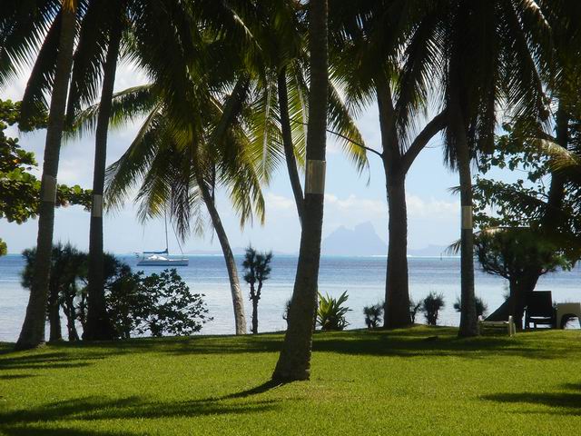 Coconut Palms