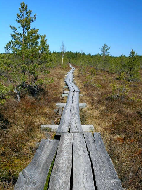Wood path