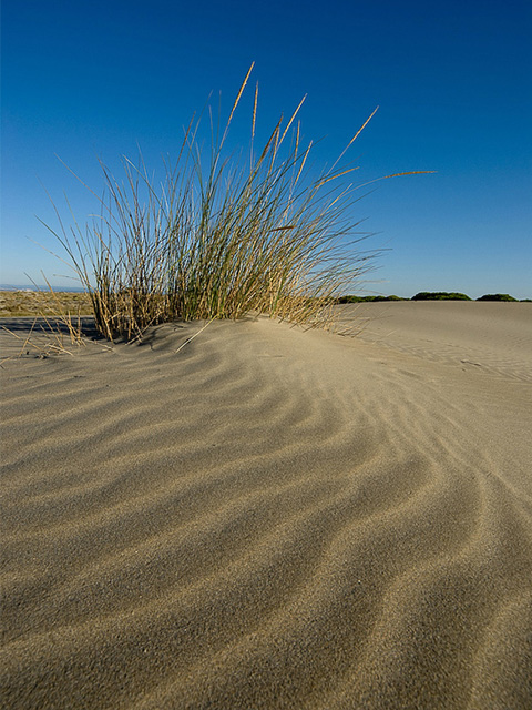 Espiguette beach