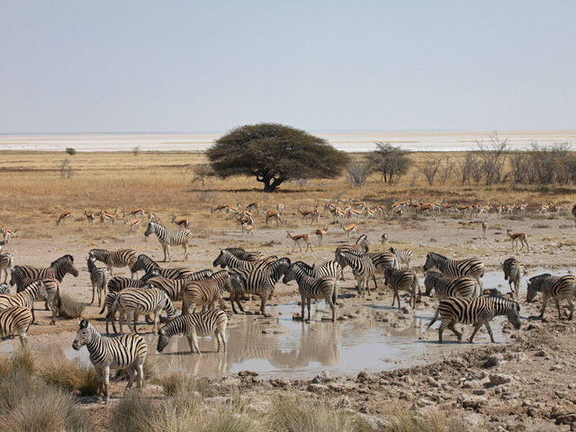 Parc national d'Etosha