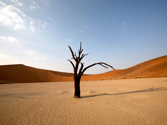 Camel Thorn Tree