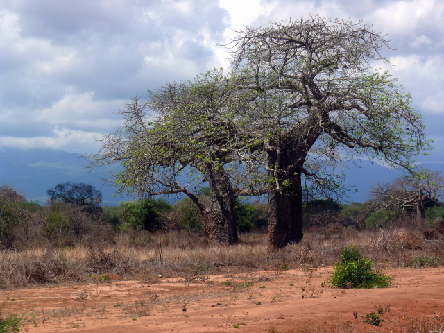 Monkeybread-tree