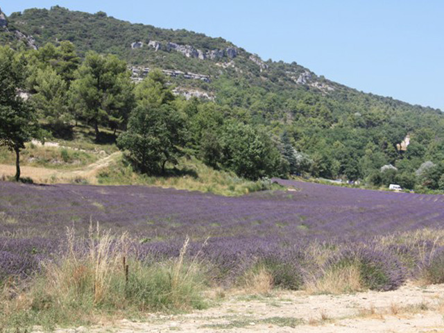 Lavender fields