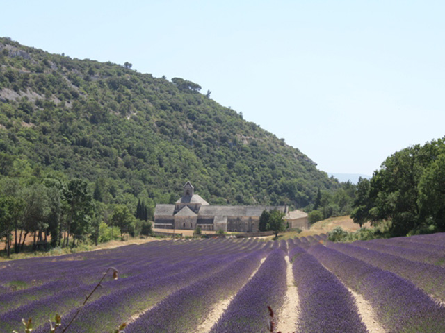 Senanque Abbey