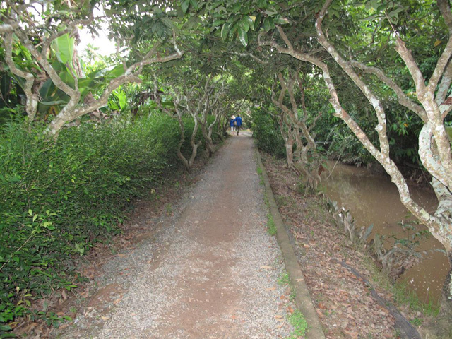 Fruit trees