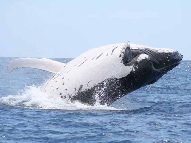 Whale Hervey Bay