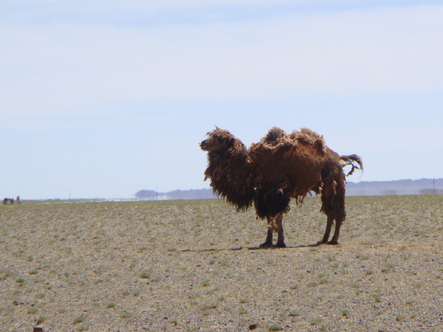 Désert de Gobi