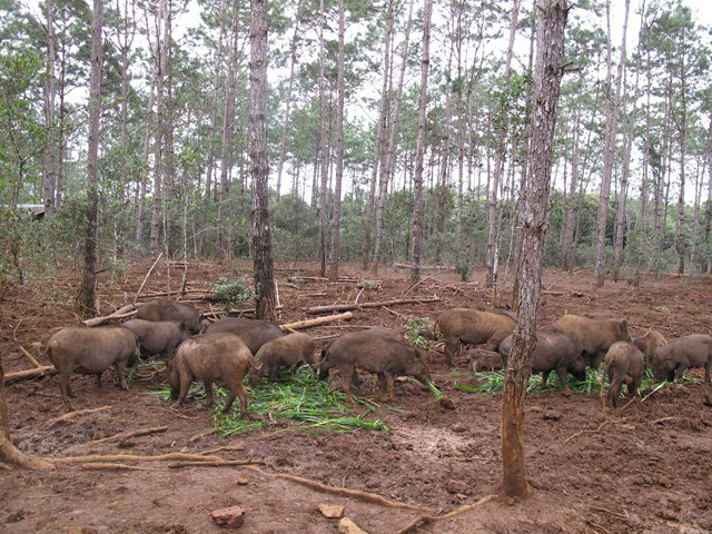 Wild boars