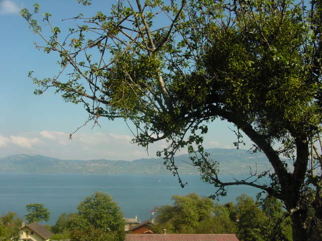 Lac Leman