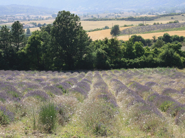 Lavender fields