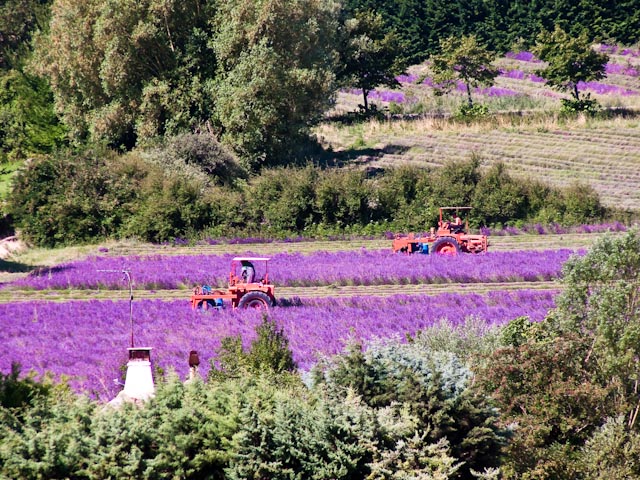 Lavender Harvest