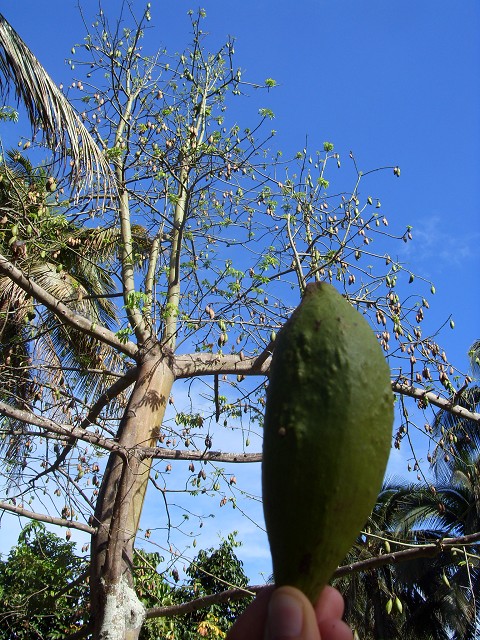 Kapok tree