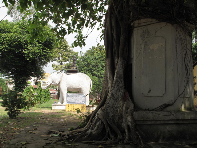 Old Bodhi Tree