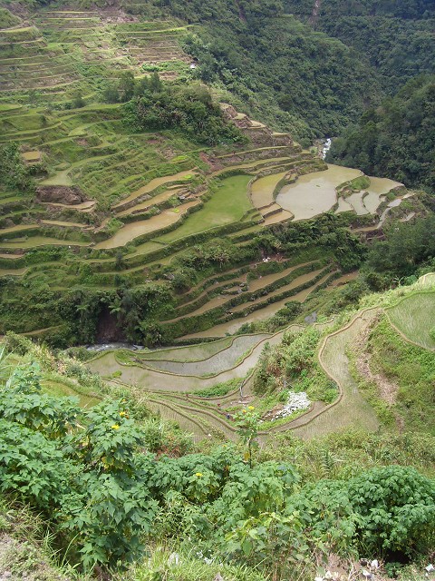 Banaue Rice Terraces