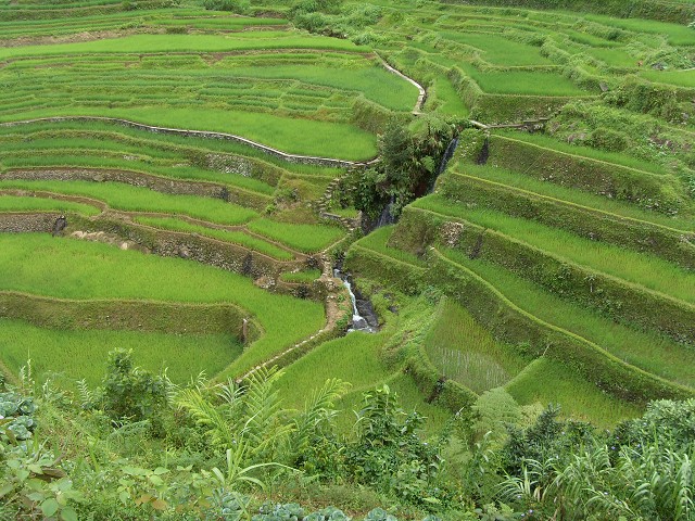 Rice Terraces of the Philippine Cordilleras