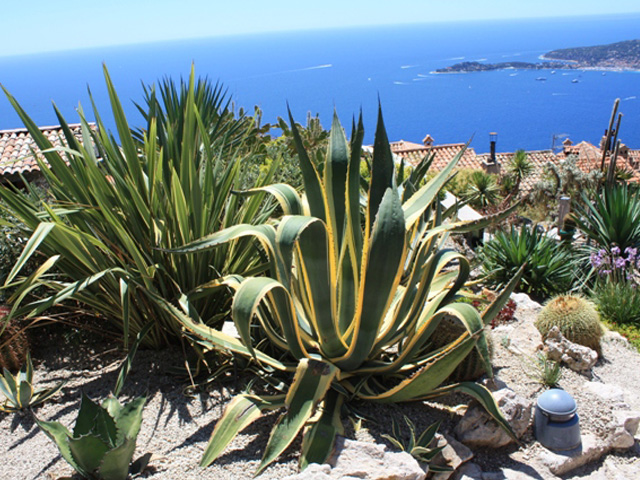 Agaves