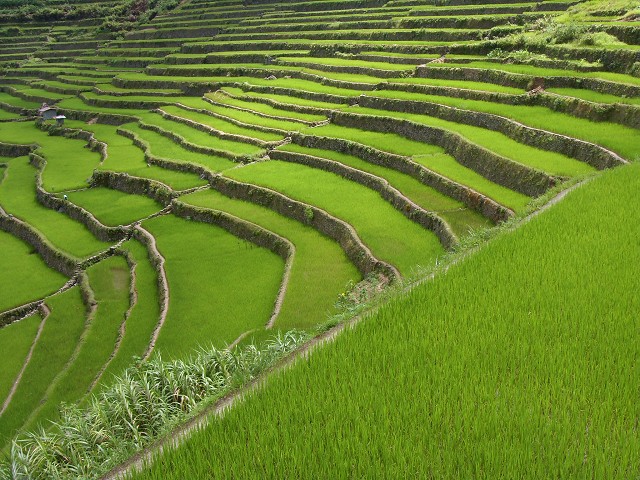 Batad rice terraces