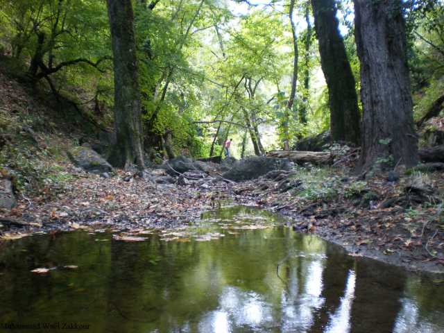 Alfrullok woods