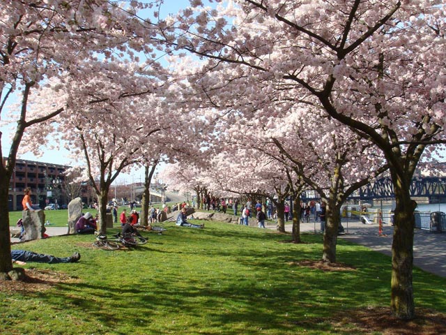 Cherry blossom trees