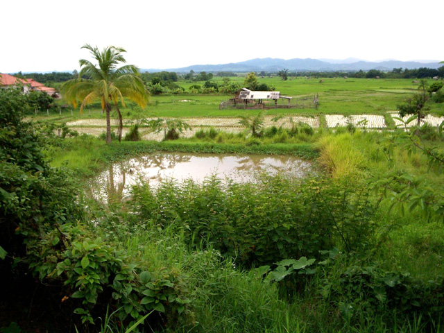 Chiang Rai countryside