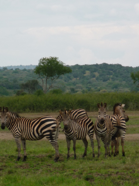 Zebras