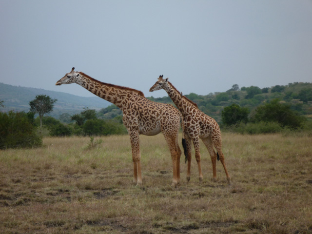 Giraffes