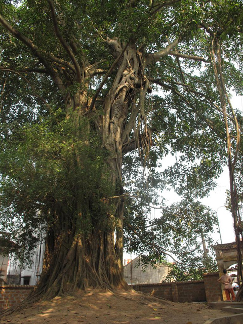 Mia Pagoda, Banian tree