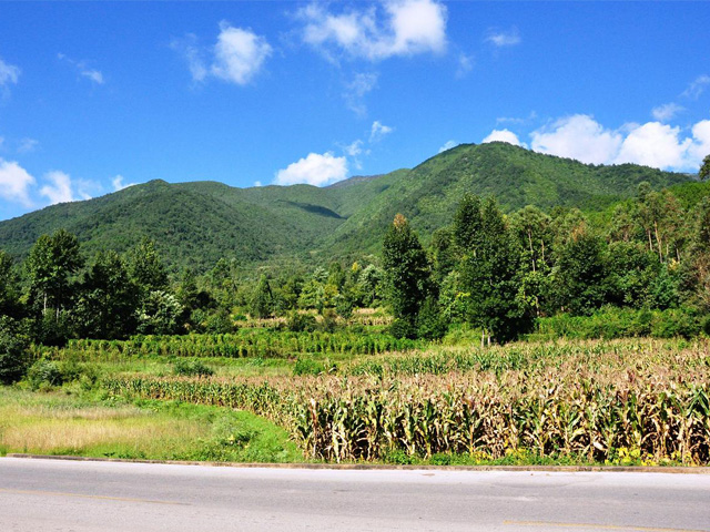 Corn field