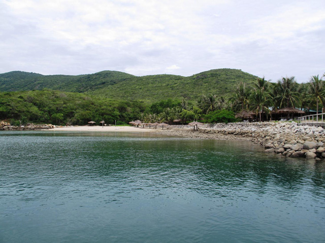 Coconut trees