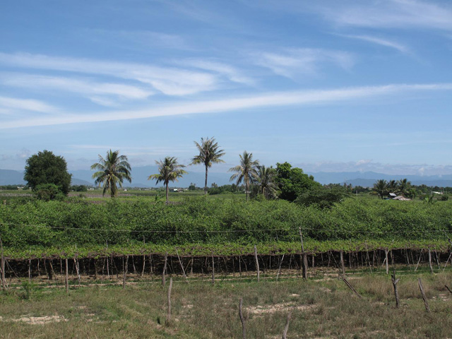 Fruit field