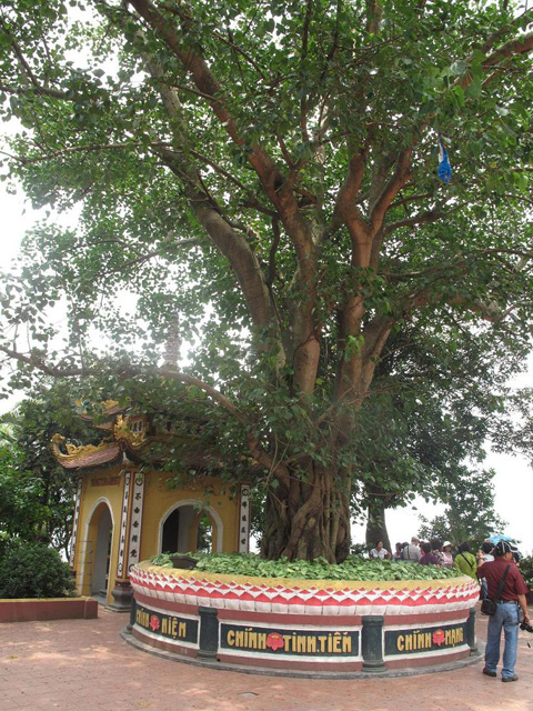 Holy bodhi tree
