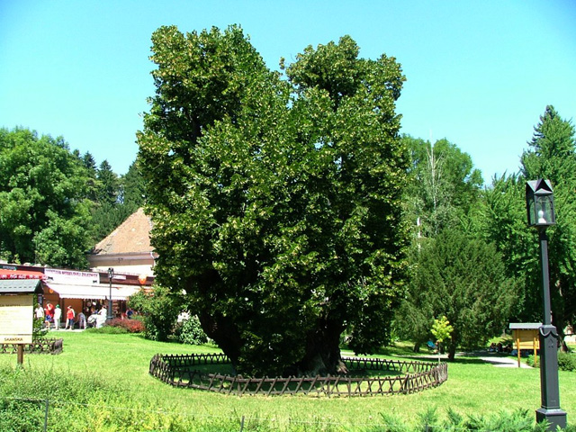 King Matej Lime tree