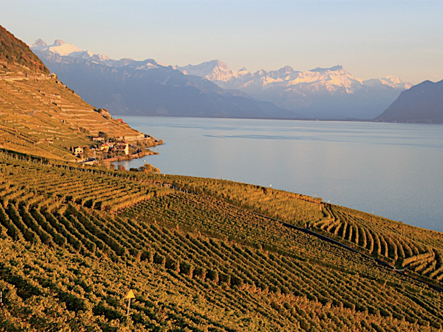 Lavaux