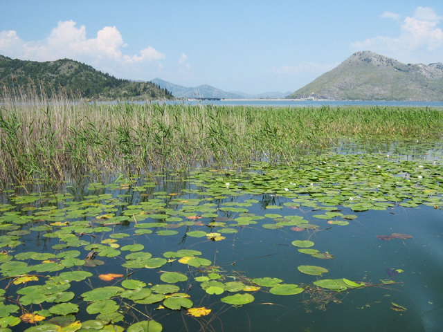 Lac de Skadar