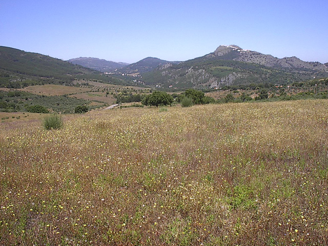 Flower Field