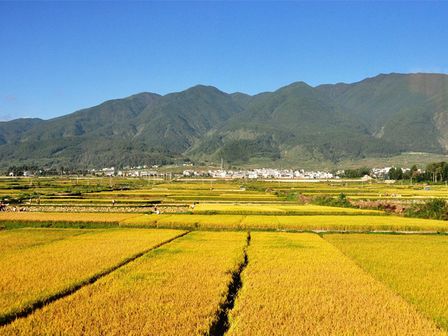 Rice field