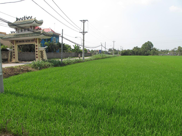 Rice field