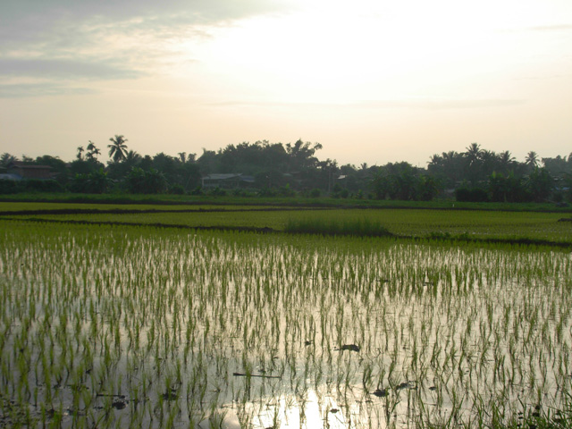 Rice field