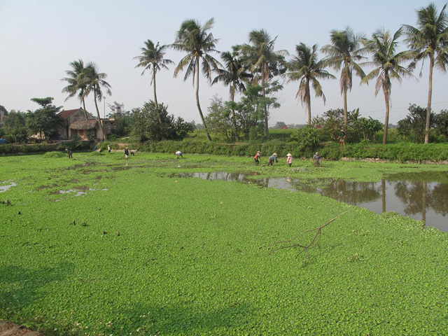 Rice fields