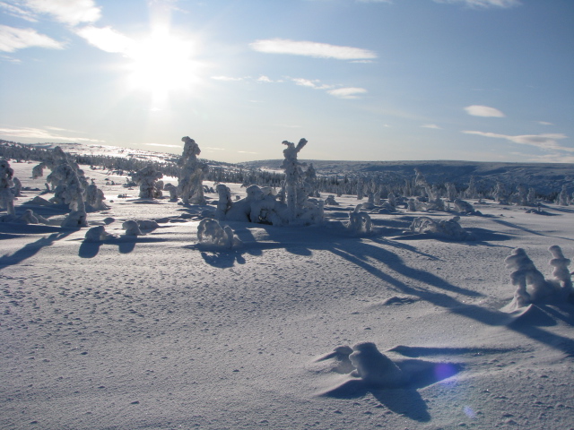 Winter landscape