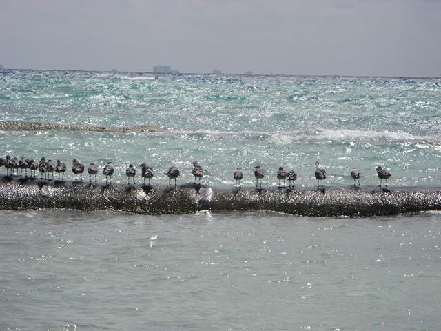 Seagulls